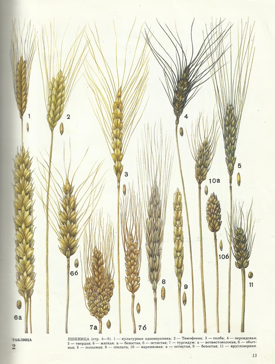 Рожь ячмень пшеница разница