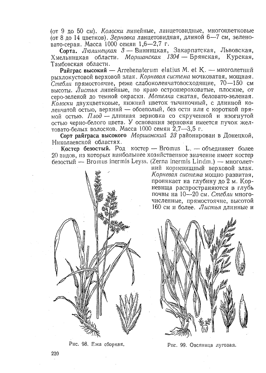 Строение листа злаковых