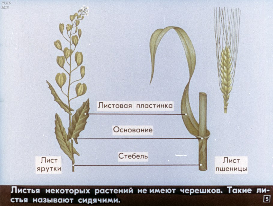 Семена сорных злаковых растений