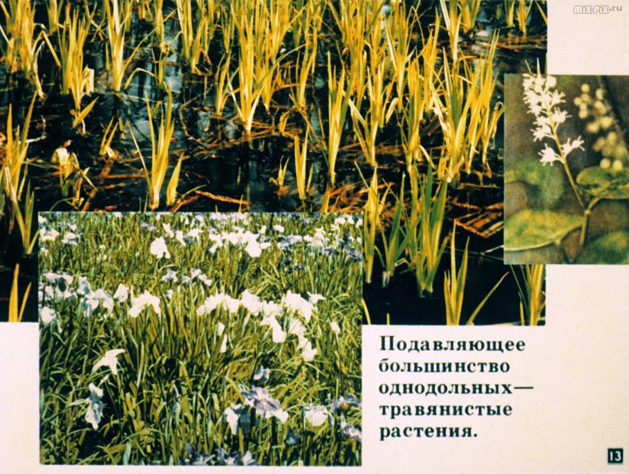 Семейство злаки ковыль