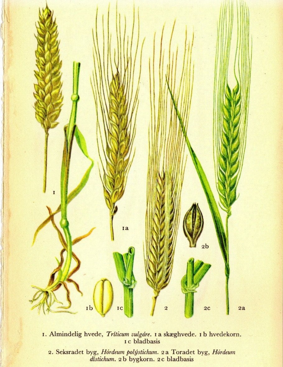 Этапы вегетации озимой пшеницы