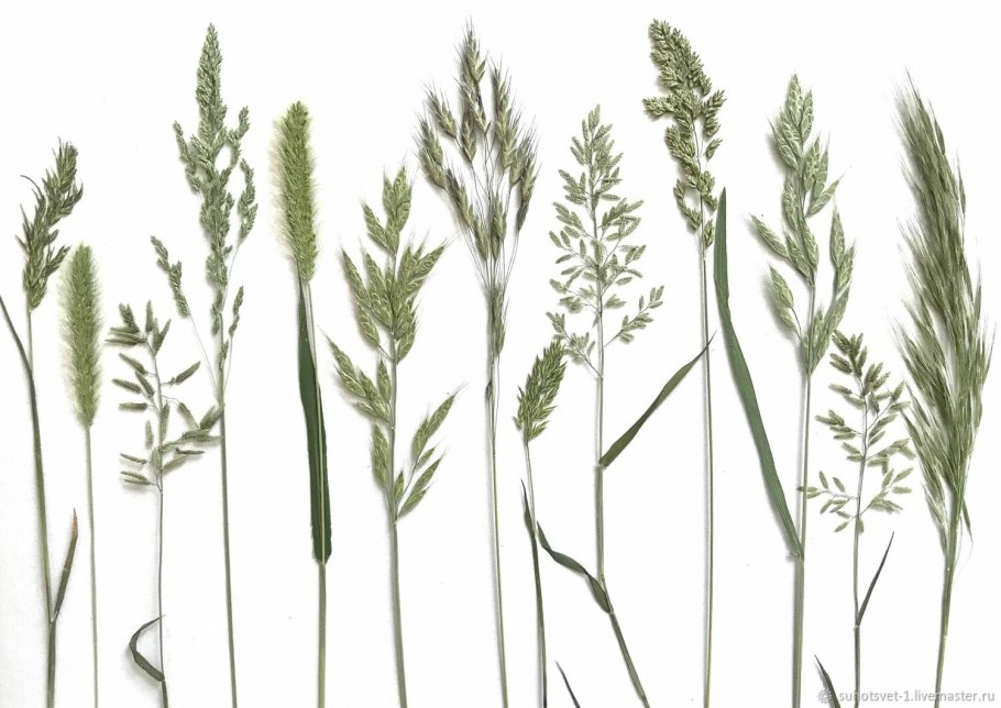 Колос тритикале схема