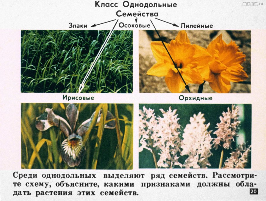 Безостая пшеница Колос