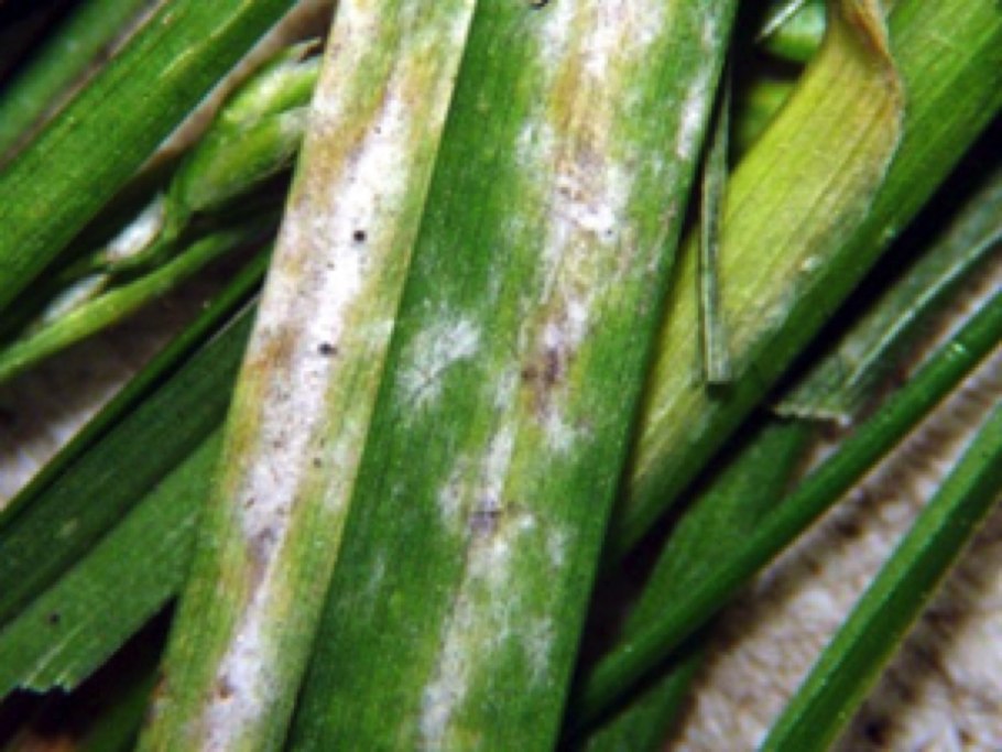 Очеретник белый – Rhynchospora Alba