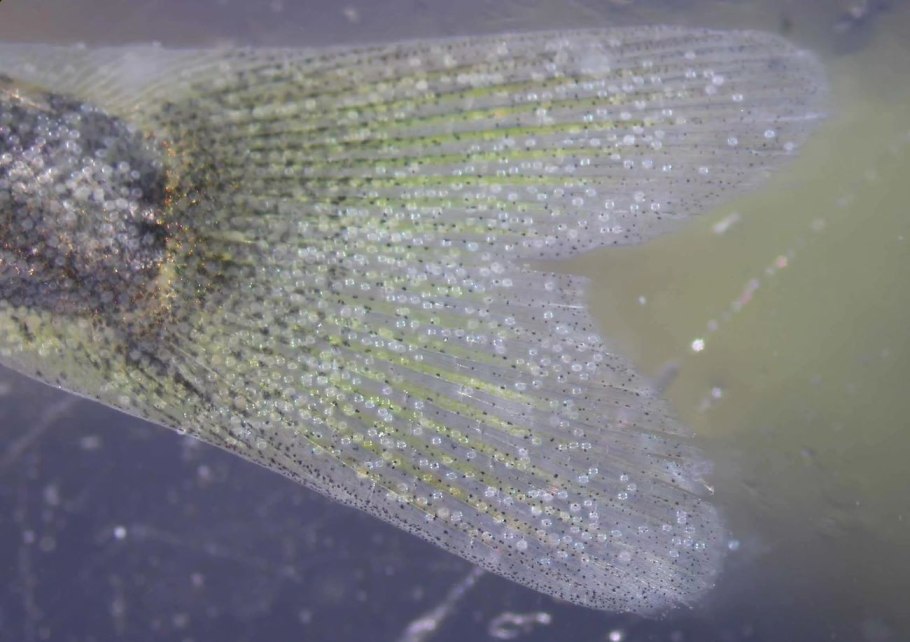 Очеретник белый Rhynchospora Alba (l.) Vahl