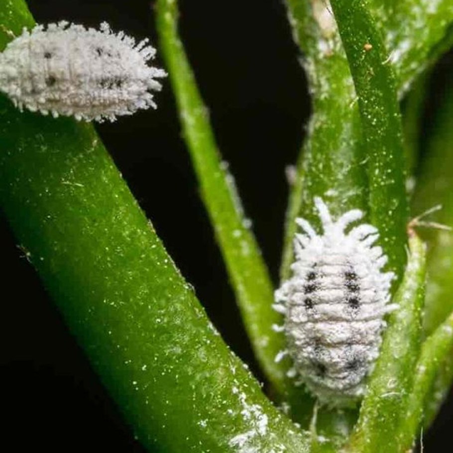 Мучнистая роса на газоне