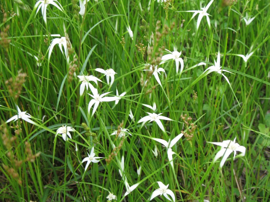 Мучнистый червец на Кротоне