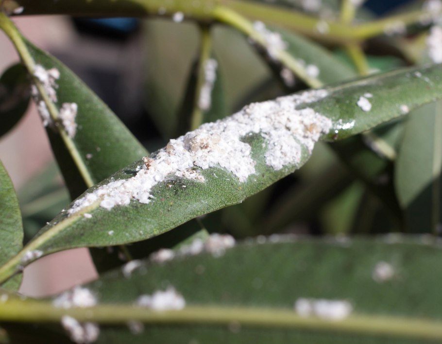 Мучнистый червец на драцене