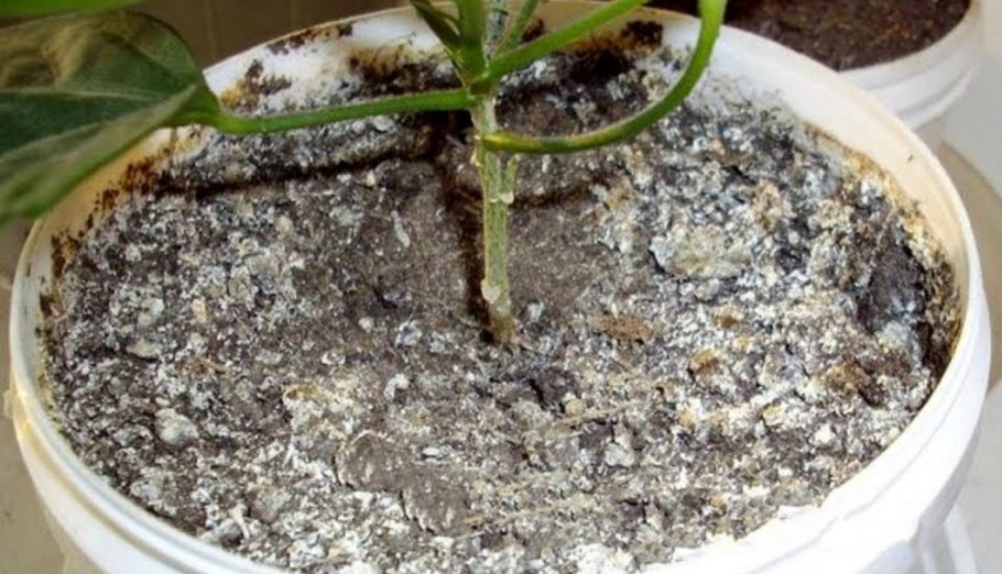 Белый мучнистый червец