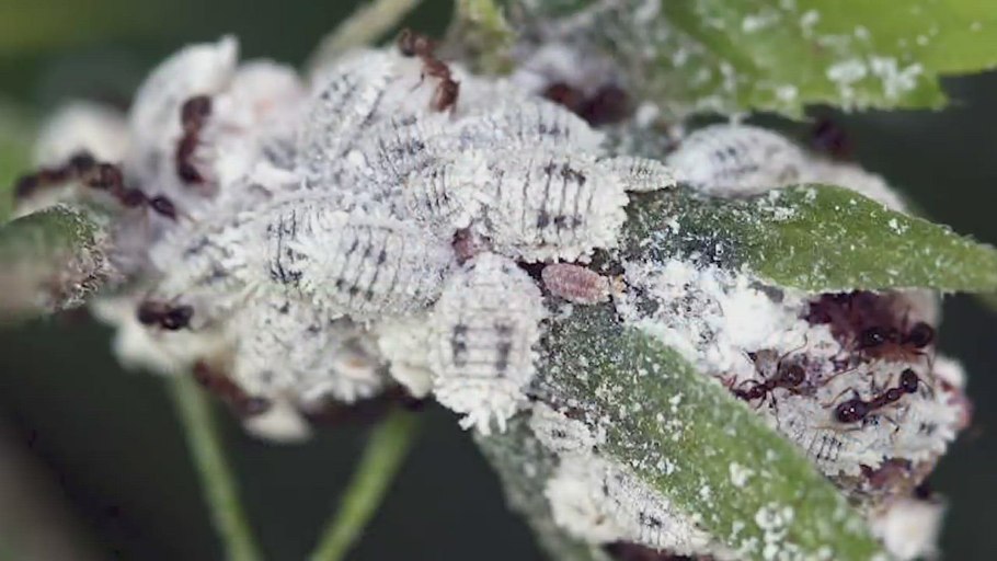 Почвенный грибок