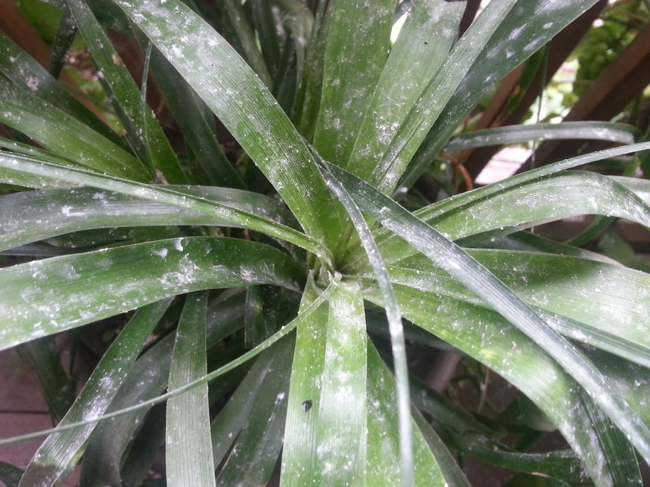 Очеретник белый фото описание