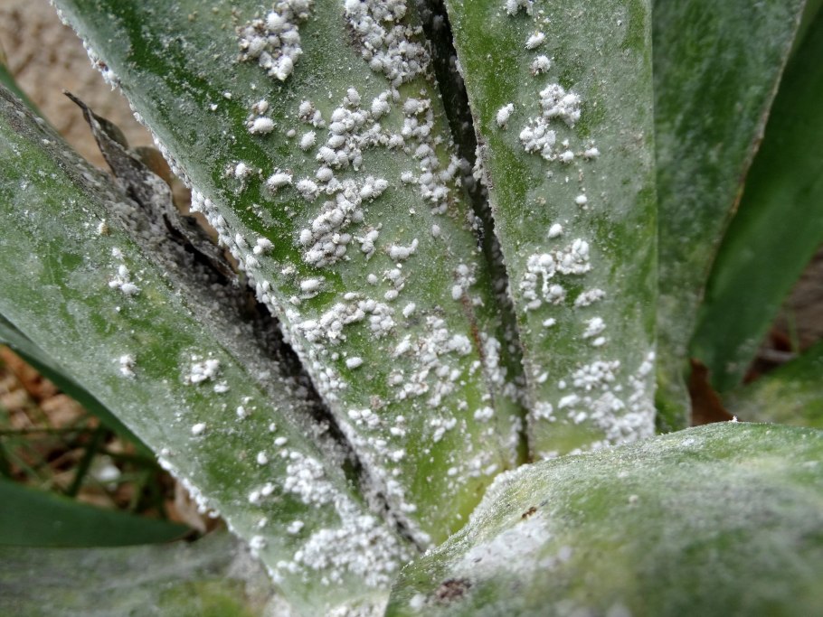 Фиалка вредители мучнистый червец