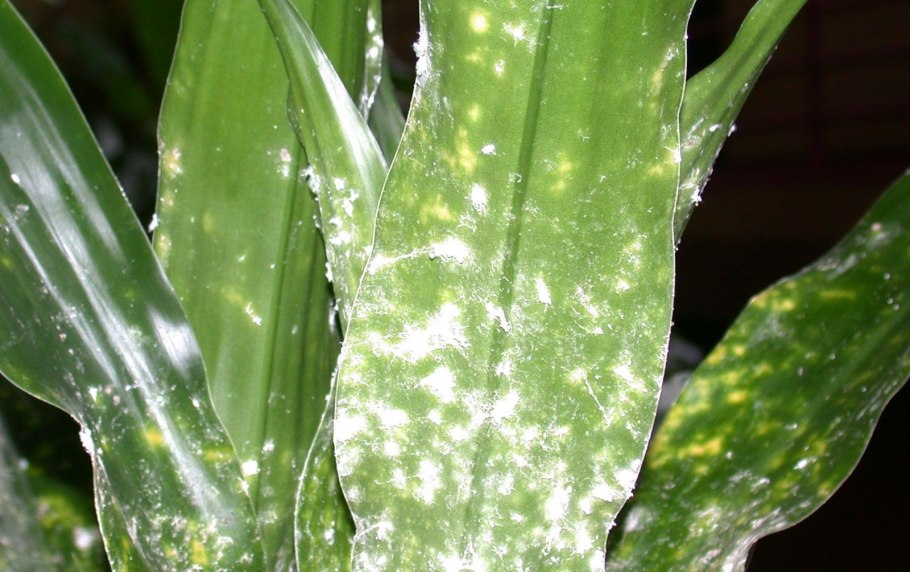 Белая пленка на пивном сусле