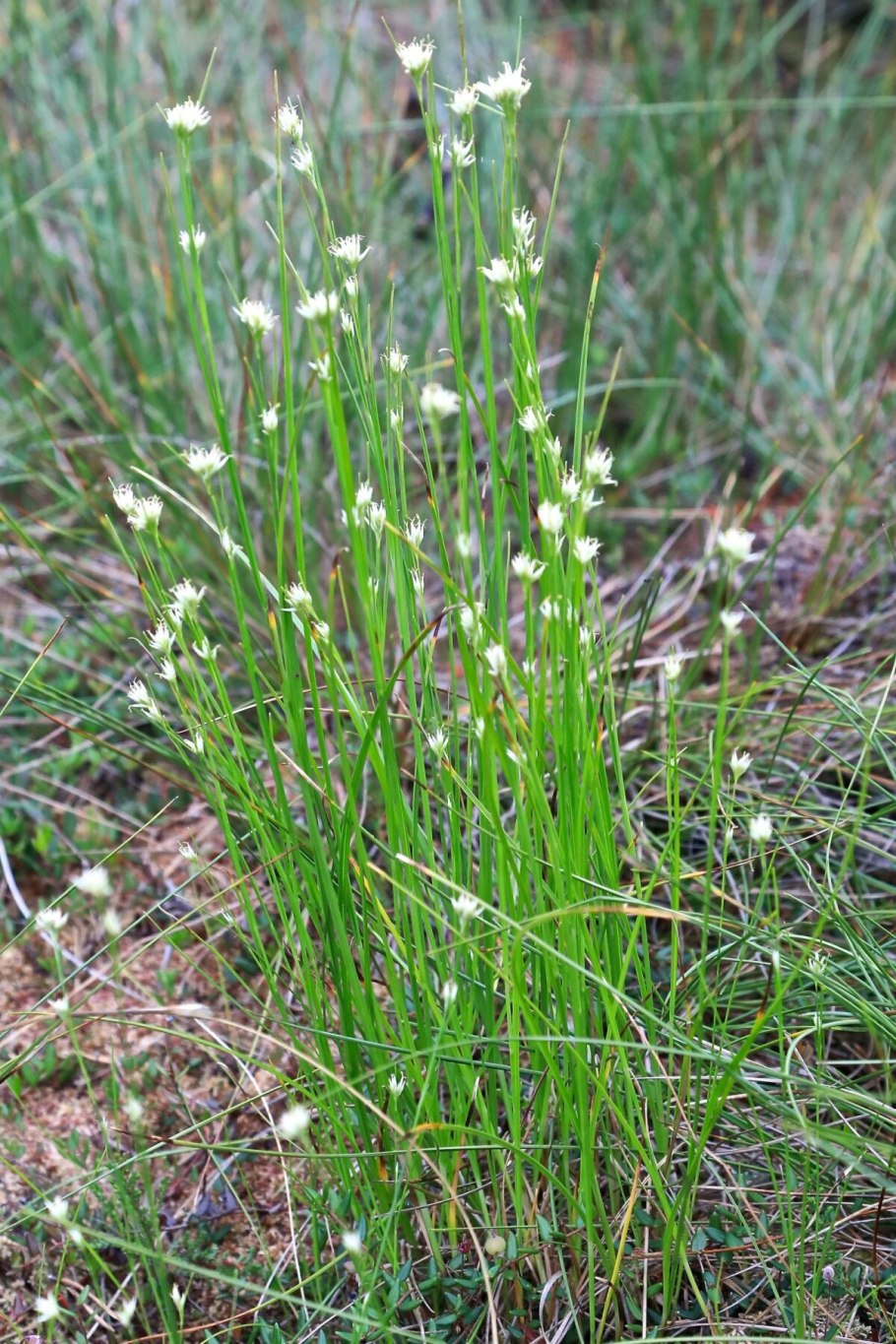 Дихромена широколистная