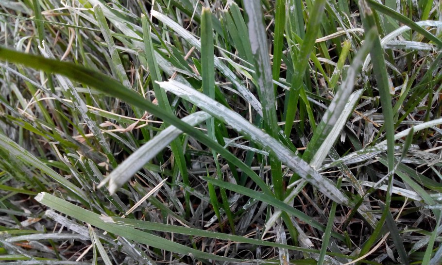 Мучнистая роса на кактусах