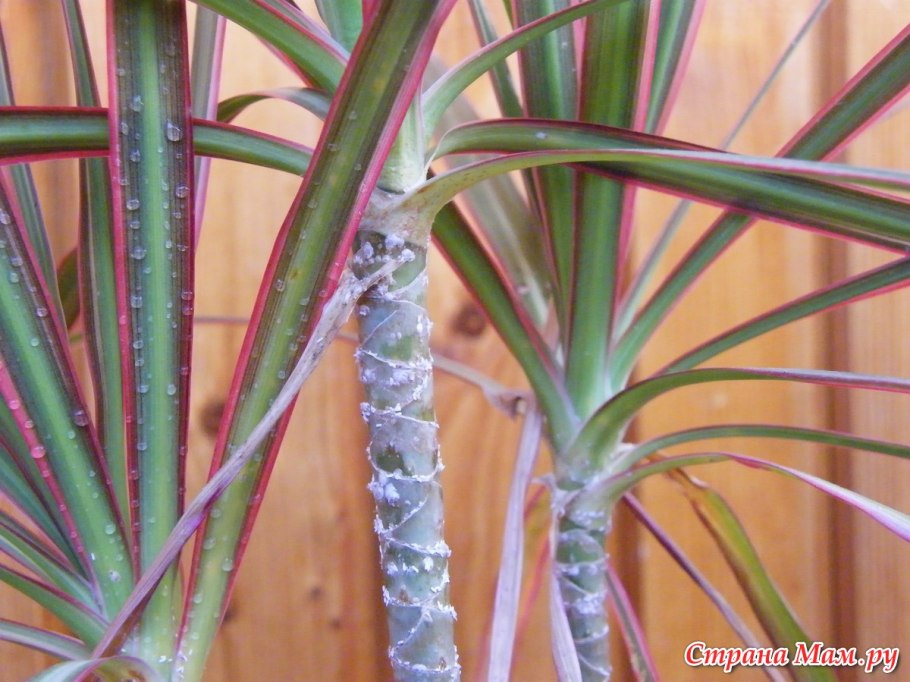 Мучнистая роса на траве