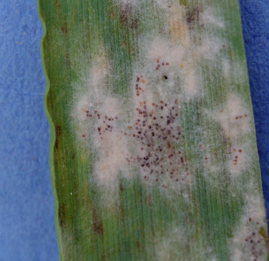 Очеретник белый красная книга