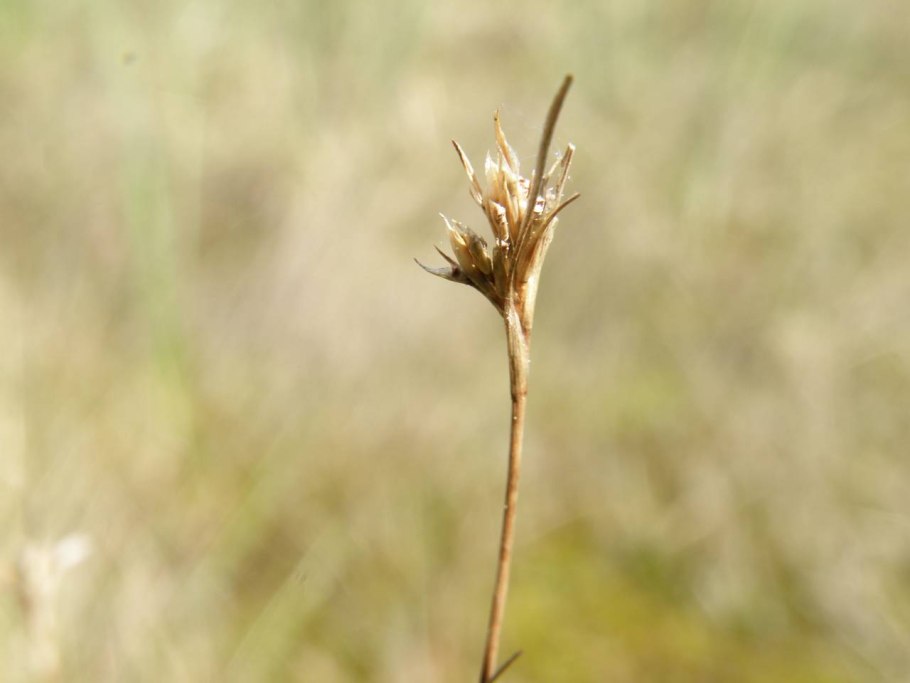 Белый мучнистый червец