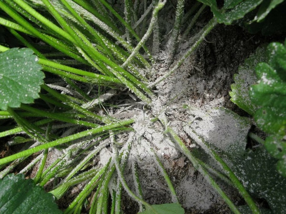 Кленовый мучнистый червец