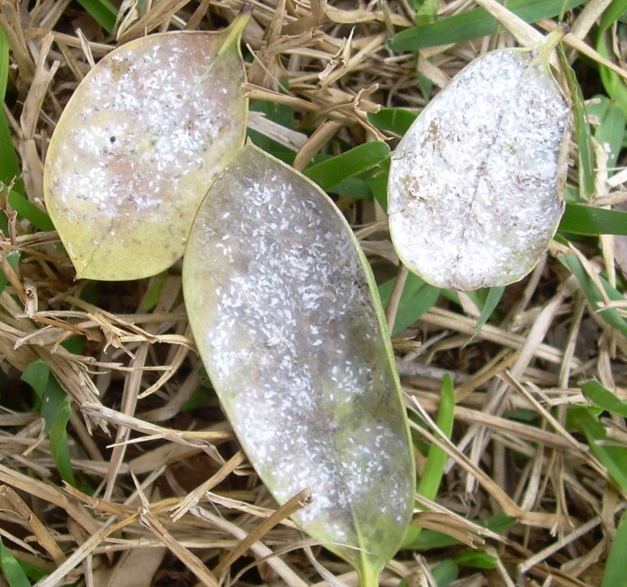 Очеретник бурый