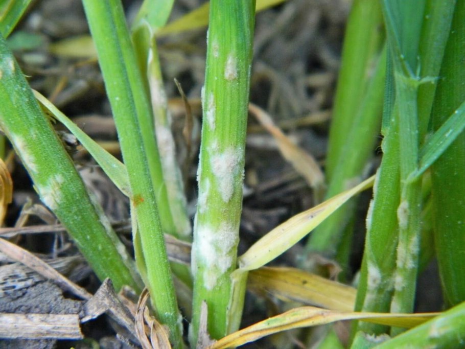 Очеретник белый