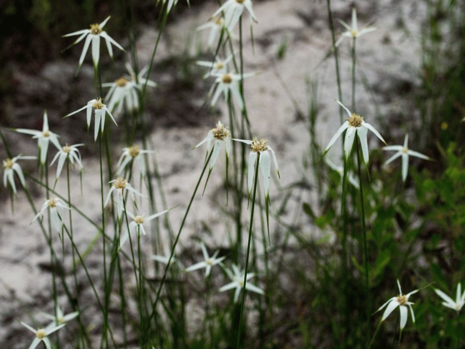 Мучнистая роса озимой пшеницы