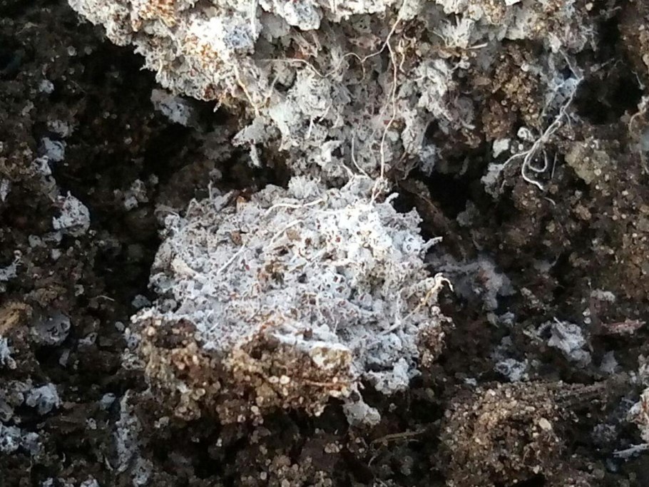 Белый мучнистый червец