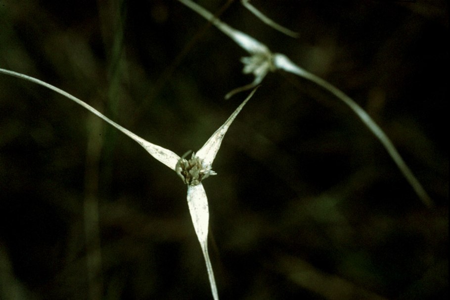 Робиния мучнистая роса