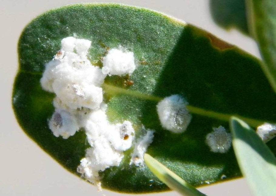 Грибок на почве комнатных растений