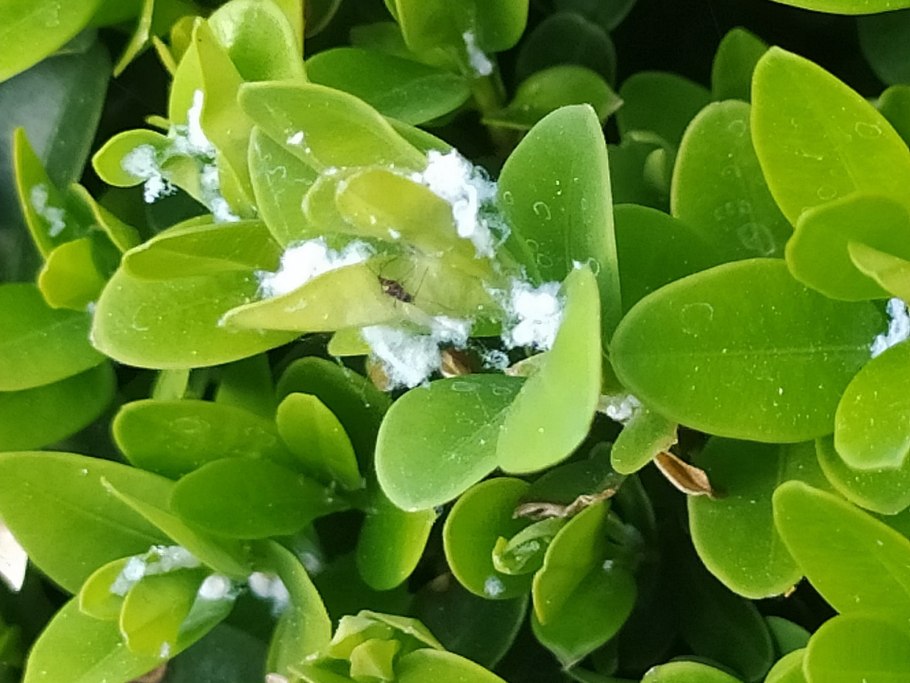 Гнойная ангина тонзиллит