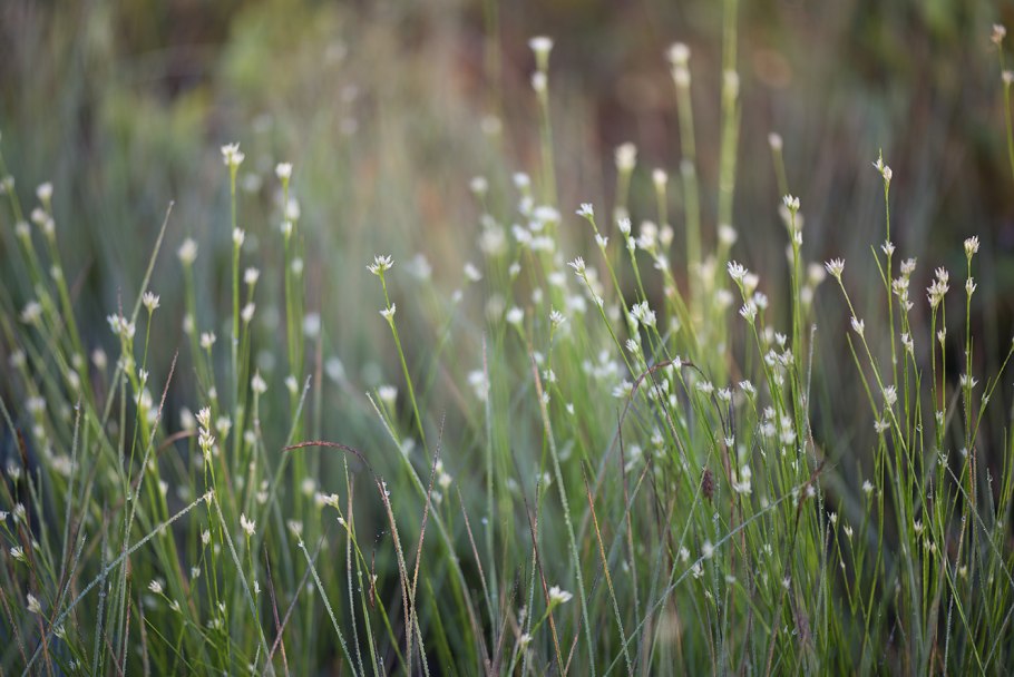 Carex obtusata