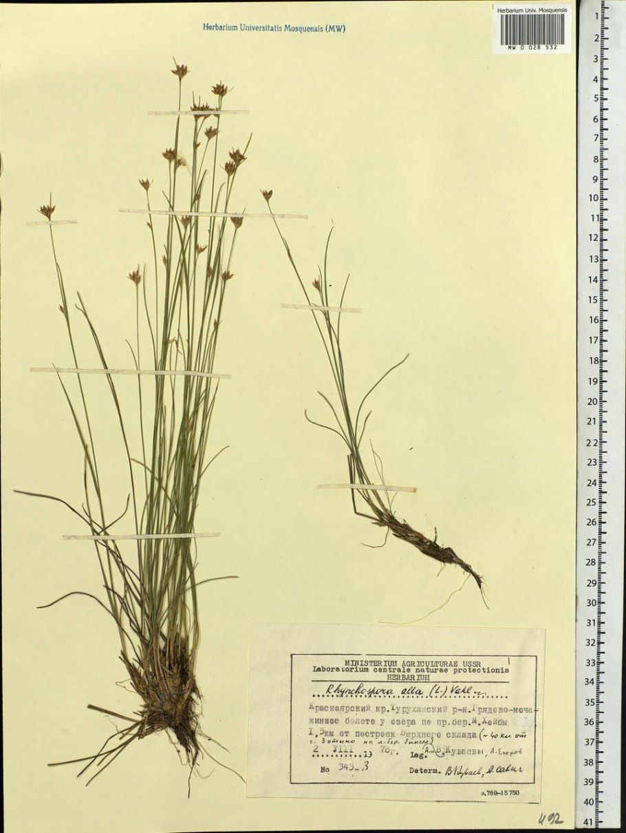 На клубнике белый налет на стеблях