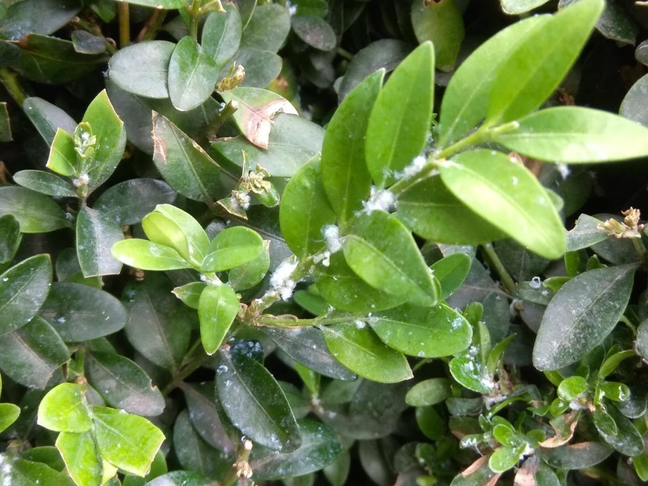 Альтернариоз Драцена Маргината