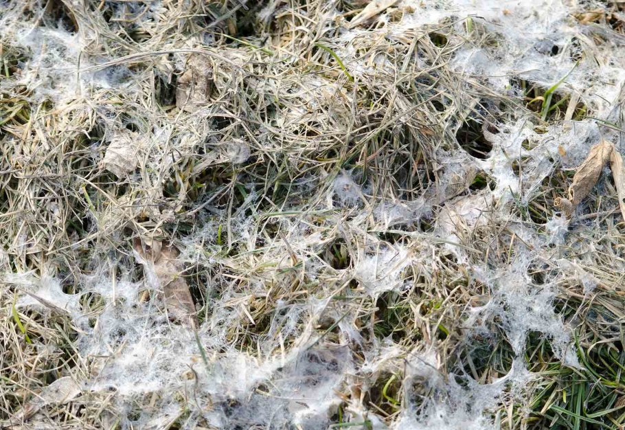 Мучнистый червец на бересклете