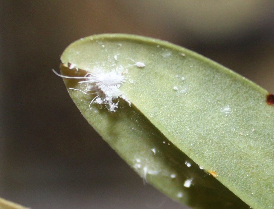 Небные миндалины тонзиллит