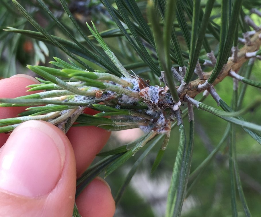 Хермес можжевеловый