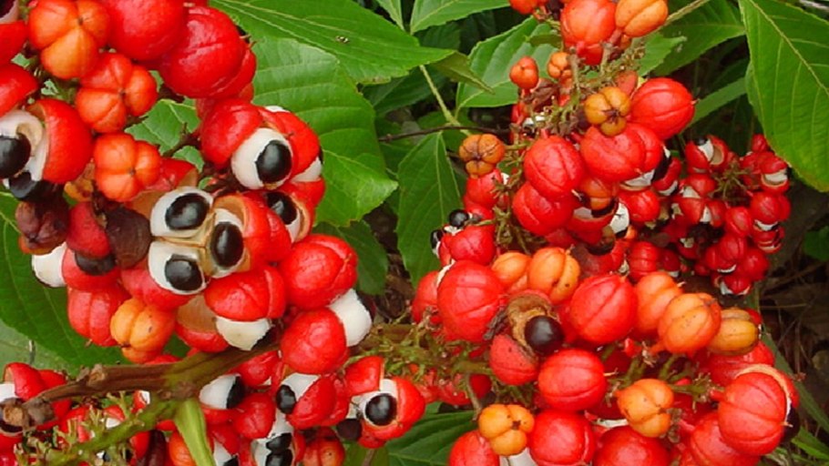 Гуарана (Paullinia cupana, Sapindaceae)