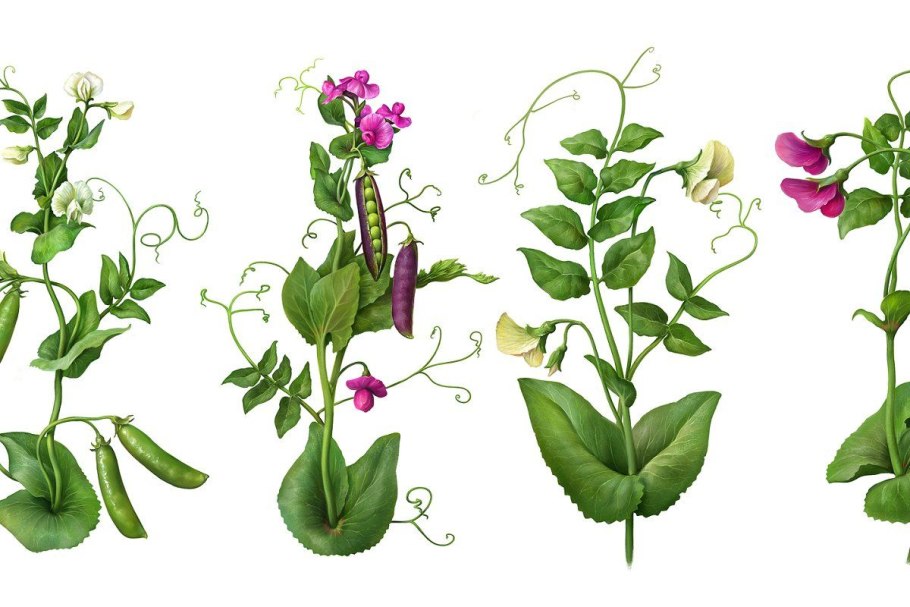 Лекарственные растения