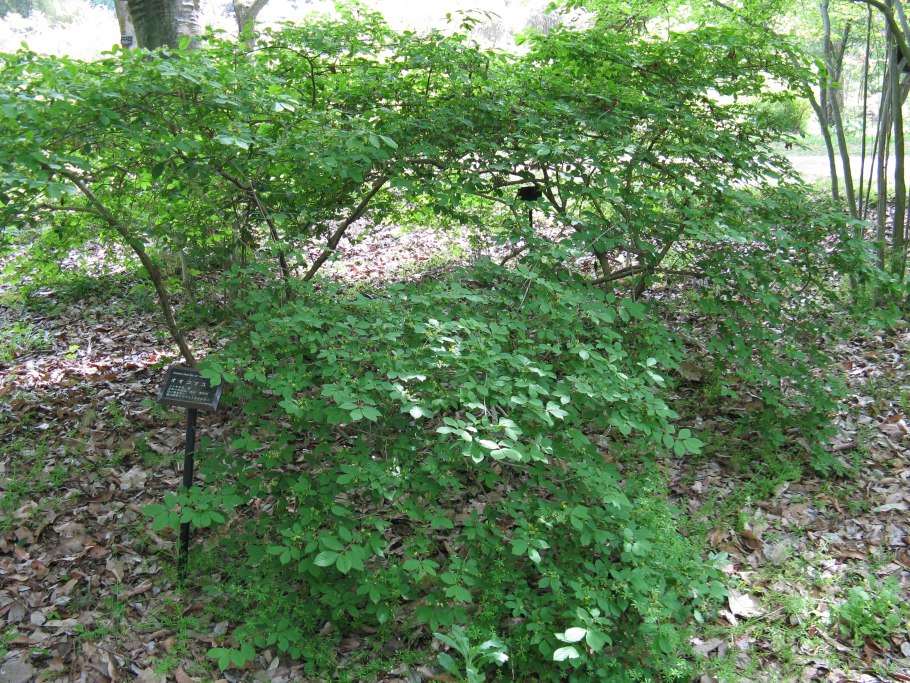 Название куста одноглазый