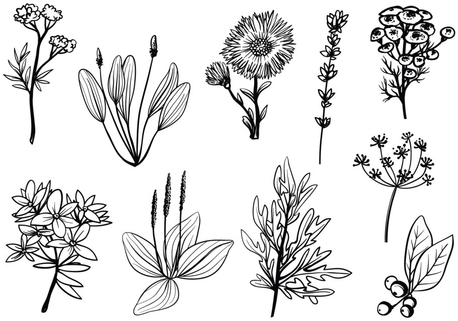 Растения Indigofera tinctoria,