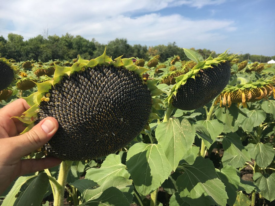 Семечки подсолнечника сырые