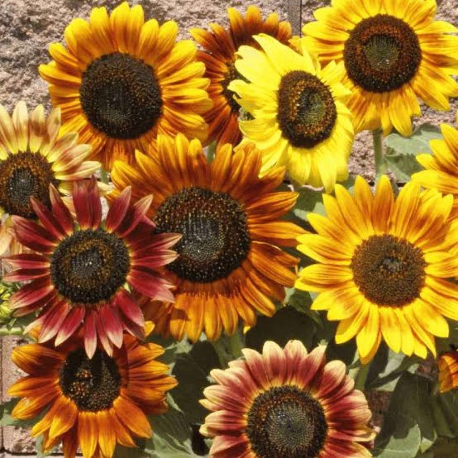 Белые семечки широкоформатные обои на рабочий стол