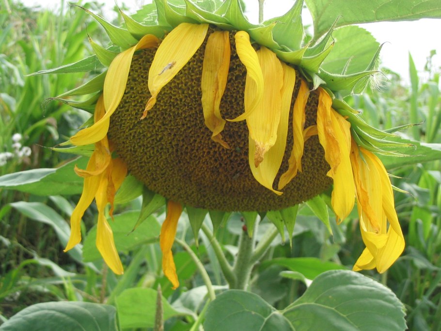 Конопляное семечко