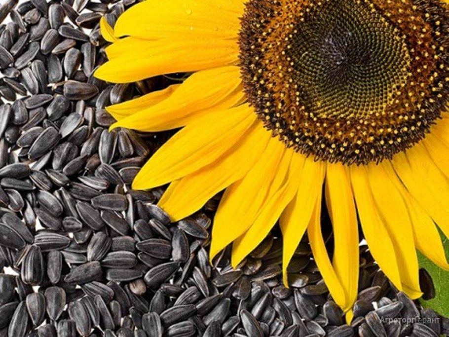 Гибриды подсолнечника конди