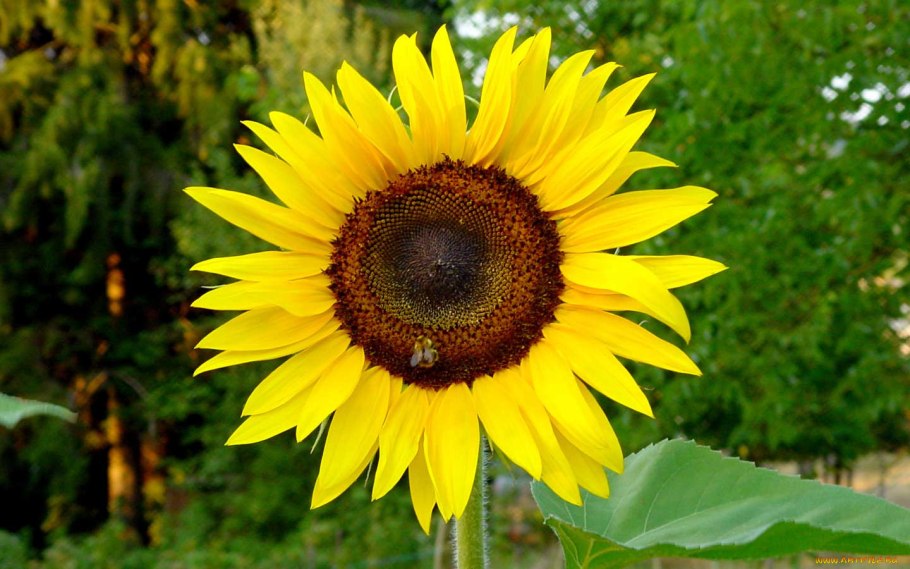 Семена подсолнечника