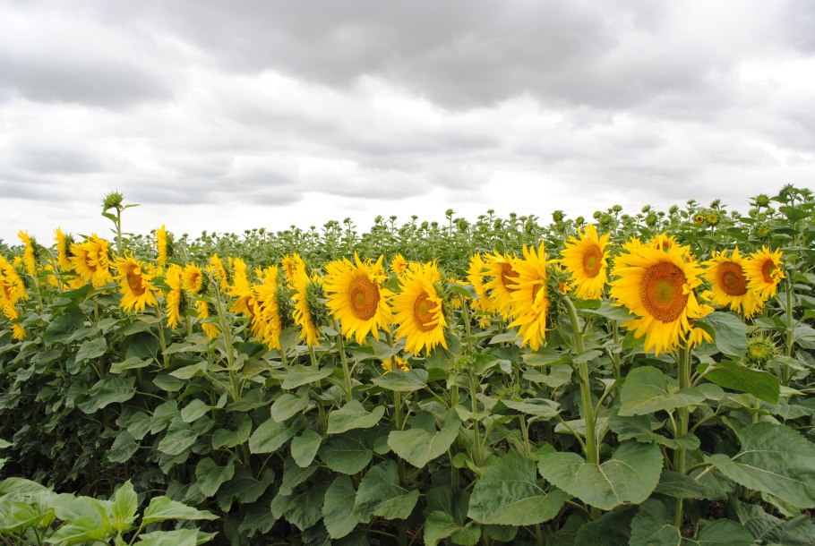 Медопродуктивность подсолнуха