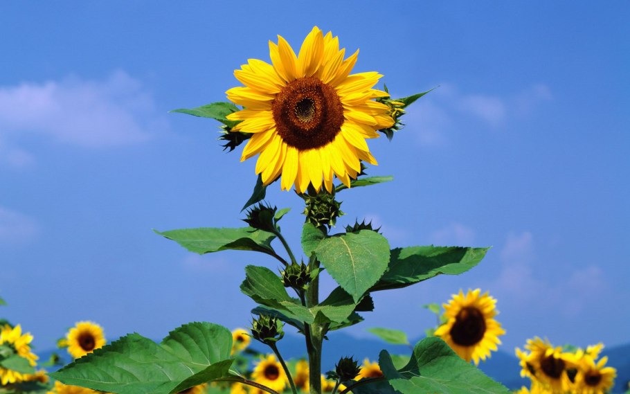 Тыква и Подсолнухи