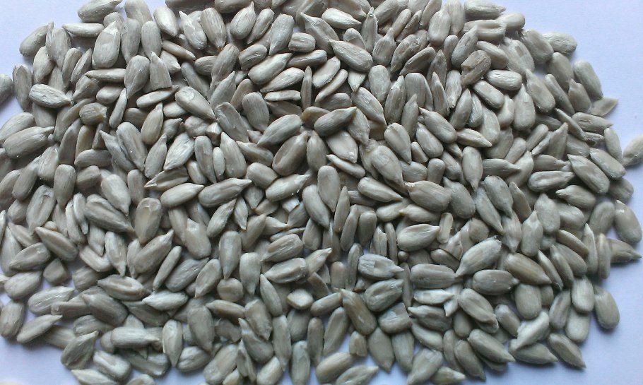 Гибрид f1 "Вейделевский-99" подсолнечник