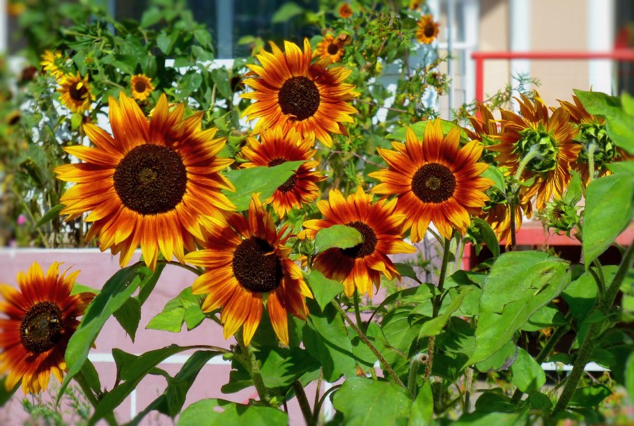 Гибрид f1 "Вейделевский-99" подсолнечник