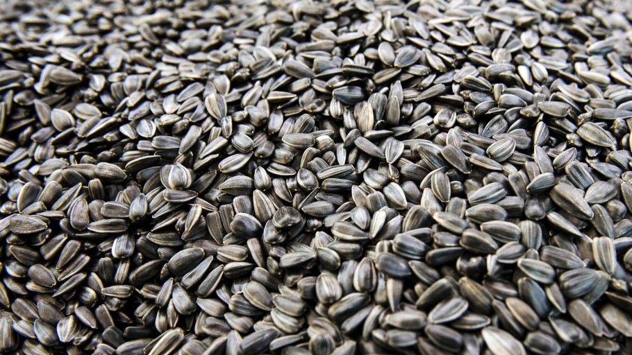 Подсолнечник